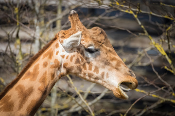Giraffe eating, funny head
