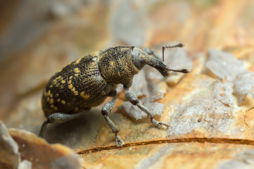 Macro photo of a snout beetle, Hylobius abietis on bark