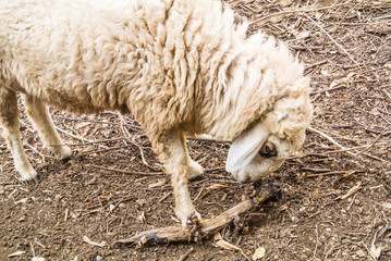The sheep is a quadrupedal, ruminant mammal typically kept as livestock. An adult female sheep is...