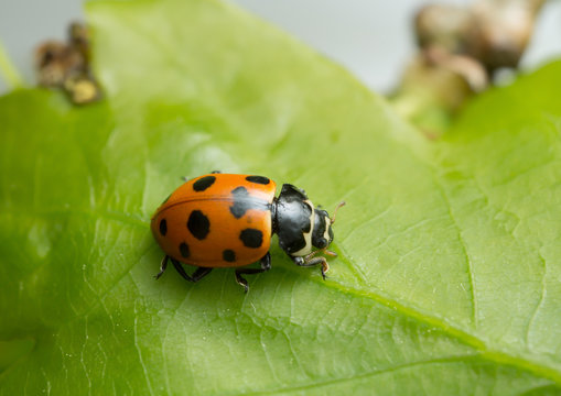 Ceratomegilla notata on leaf