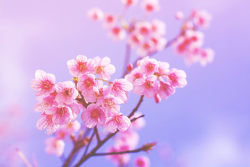 Soft focus, beautiful sakura blossom