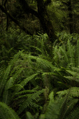 New Zealand fern