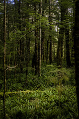 Thick forest