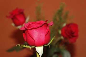 Fototapeta premium Rosa, Flores