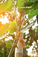 Mulberry Tree in nature garden