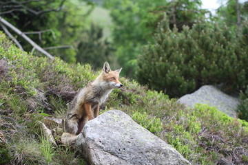 Lis (Vulpes vulpes) - drapieznik z rodziny psowatych.