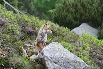 Lis (Vulpes vulpes) - drapieznik z rodziny psowatych. © medianauka