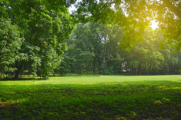 Green lawn surrounded by trees in park on a sunny summer morning.