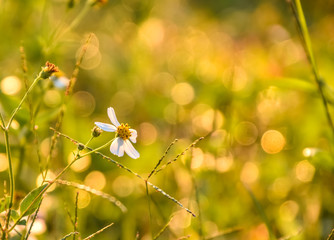 floral closeup,bokeh,defocus,background, spring & natural