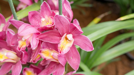 Purple Cymbidium flower in a garden.