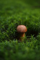 Small brown Boletus growing in autumn green moss
