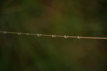 Fresh grass with dew drops close up