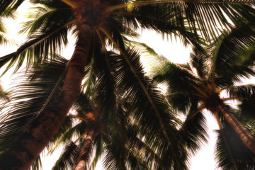 Fototapeta na wymiar Abstract blur light and shadow concept, coconut palm trees from trunk to treetop