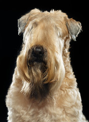 Irish soft coated wheaten terrier Dog on Isolated Black Background 