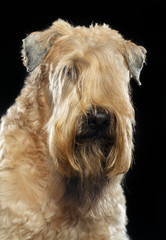 Naklejka na ściany i meble Irish soft coated wheaten terrier Dog on Isolated Black Background 