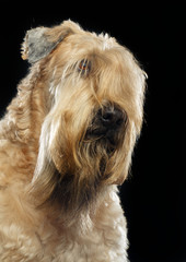 Irish soft coated wheaten terrier Dog on Isolated Black Background 