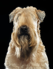 Irish soft coated wheaten terrier Dog on Isolated Black Background 