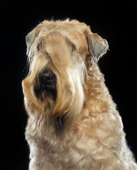 Irish soft coated wheaten terrier Dog on Isolated Black Background 