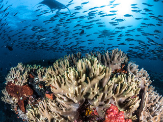 Oceanic Manta Rays dancing over colourful coral reefs in Raja Ampat