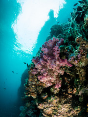 Fototapeta na wymiar Colourful coral reefs from low angle shot