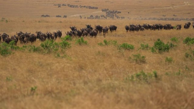 Herd of gnus during migration