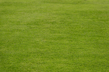 Green grass texture. Green meadow grass field for football. Stadium grass. Selective focus.