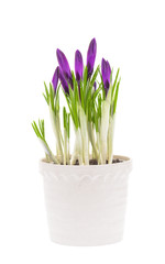 Crocus in pot isolated on white background. 