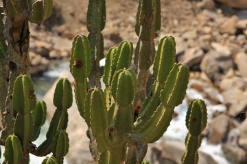 Detail of a cactus growing in the Himalayas.
