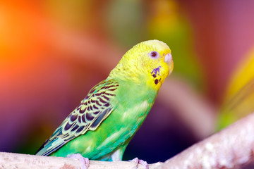Close-up of a young beautiful yellow-green parrot  or melopsittacus undulatus perched on a wooden branch