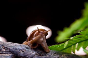 Close-up of a cinnamon snail   or Gastropoda sits on a wooden branch in a home cage, a bottom view