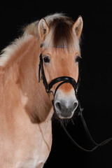 Norwegian fjord horse (also Norwegian, fjordinger, fjord horse or fjord pony) in portraits with black leather trimmer, isolated against a black background. Photographed in the studio..