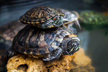 Close-up of a two  black  tortoise or Testudines  crawling along an artificial green grass in a room