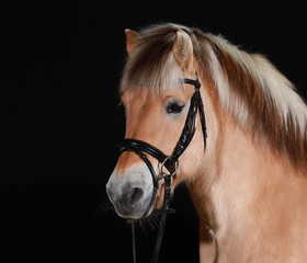 Norwegian fjord horse (also Norwegian, fjordinger, fjord horse or fjord pony) in portraits with black leather trimmer, isolated against a black background. Photographed in the studio..