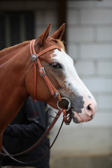 Horse Quarter Horse Thoroughbred in head portraits with halter and bit on a show in color..