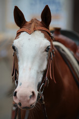 Horse Quarter Horse Thoroughbred in head portraits with halter and bit on a show in color..