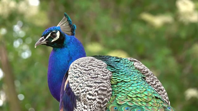 peacocks sitting on branch in forest, 4k