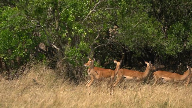 Female impalas