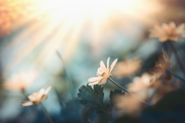 Lovely wild nature background with yellow flower in sunset