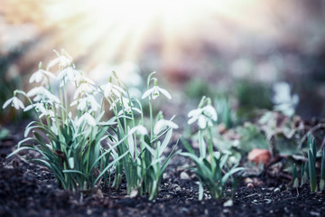 Snowdrops flowers with sun rays in garden, park or forest, spring outdoor nature