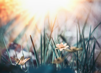 Wild nature background with grass, flowers and sun rays
