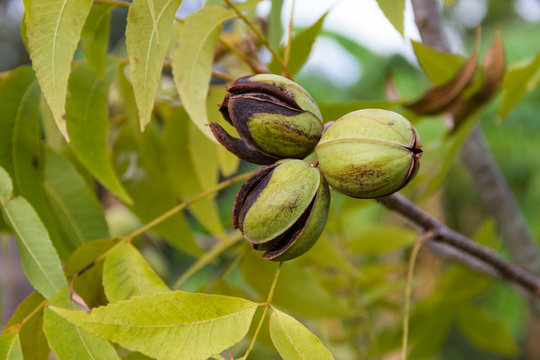 pecan nuts in the organic garden plant