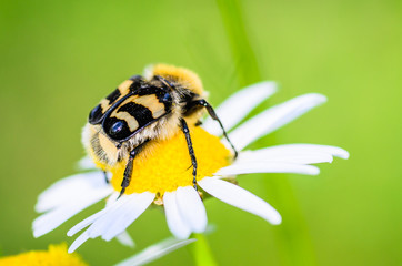 Large beetle grabbed a bud of blooming chamomile