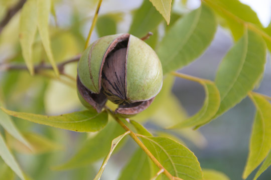 pecan nuts in the organic garden plant