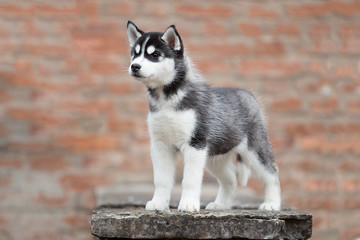 portrait of a cute puppy Siberian husky is on the stone