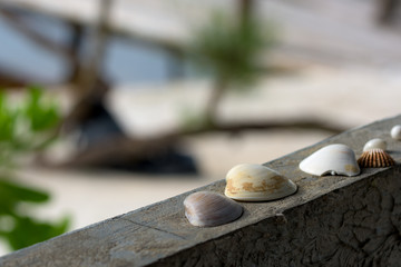Seashell lies on the concrete wall during the beautiful sunny day. 