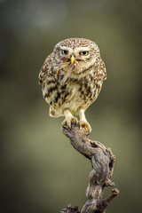 Ahene noctua, little owl
