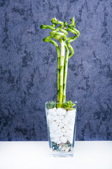 Green bamboo shoot in vase in studio.