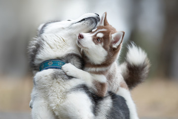 Portrait of the female husky with puppy at autumn time © vivienstock