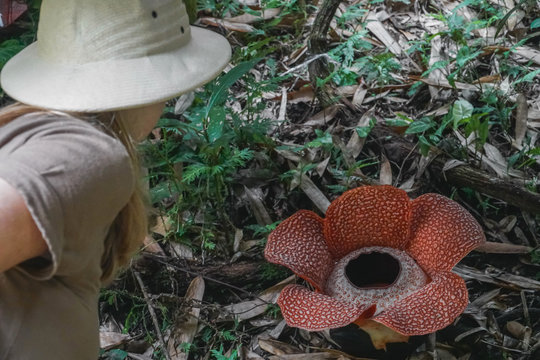 Female Tourist Looking at Rafflesia Flower on Borneo Island, Malaysia