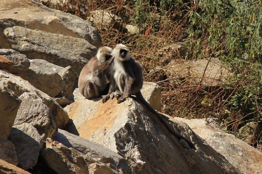Grey langur monkeys sitting on a rock, photographed in the Himalayas.